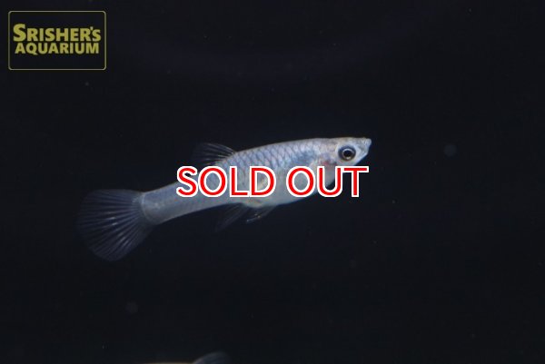 画像3: 国産エンドラーズ　ラグナデパトス（ペア） (3)