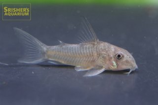 ロボホン　コリドラス ロボホン コリドラス 過去のコリドラス写真館 | AQUASHOP つきみ堂