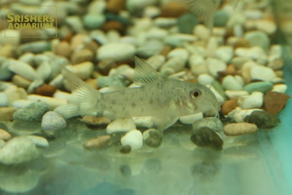 画像1: コリドラス SP. CW187（ブリード） (1)