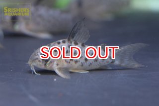 コリドラスの仲間 - Corydoras-｜スリッシャーズ アクアリウム