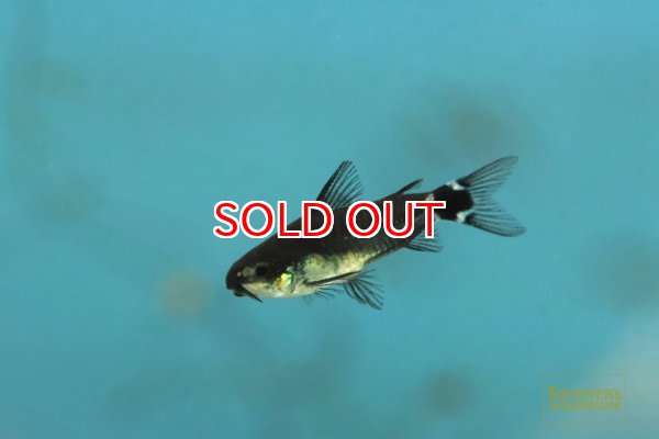 画像1: コリドラス ハステータス メラニズム（ブリード） (1)