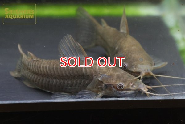 画像2: アイシャドーホプロ (2)