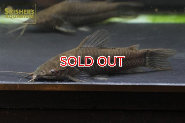 画像3: アイシャドーホプロ (3)