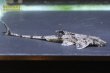 画像1: ロリカリア SP ジャカレアカンガ (1)