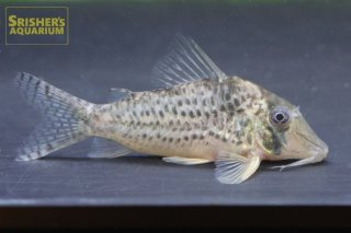 ロボホン　コリドラス 17253-1.jpg