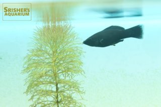 洋書　Atlas of KILLIFISHES（メダカ）　大型本 洋書 Atlas of KILLIFISHES（メダカ） 大型本