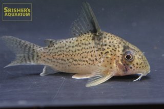 こりどらす コリドラス sp.CW164 (ブリード)｜コリドラスの仲間 - Corydoras
