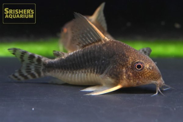 画像3: コリドラス　ゴッセイ　WILD (3)