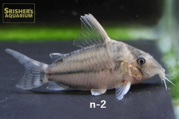 画像2: コリドラス　スーパープルケール　個体選べる！ (2)