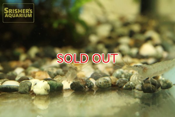 画像2: トゲナシヌマエビ (2)