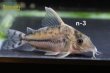 画像3: コリドラス　スーパープルケール　個体選べる！ (3)