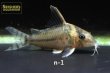 画像1: コリドラス　スーパープルケール　個体選べる！ (1)