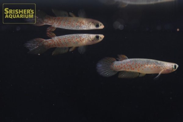 画像3: リブルス　オルナータス（ペルー） (3)