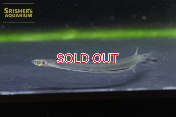 画像4: 怪魚・寄生魚のヴァンデリア　シルローサ (4)