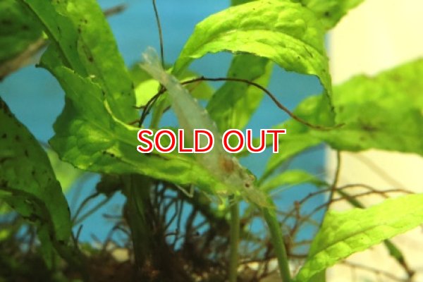 画像1: トゲナシヌマエビ (1)