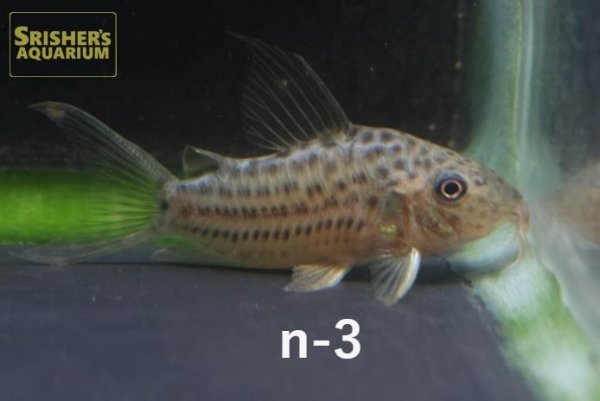 画像3: コリドラス　セミロングノーズラージスポットアラグアイアエンシス　選べる！ (3)