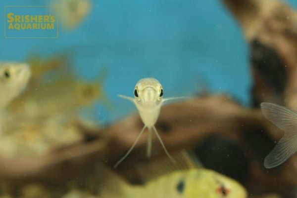 画像3: マラバールハチェットバルブ (3)