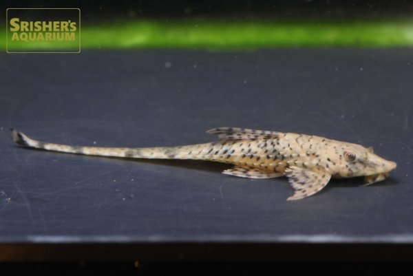 画像1: ゴマシオロリカリア　 (1)