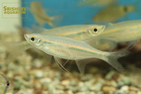 画像1: マラバールハチェットバルブ (1)