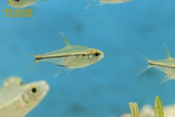 画像1: ヘミグラムス　エレガンス（カケタ川） (1)