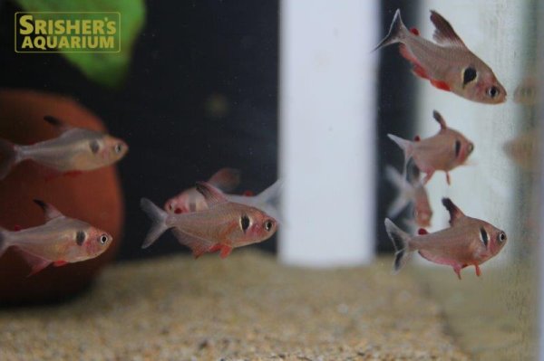 画像5: ファイヤーファントムテトラ (5)