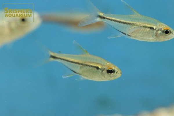 画像2: ヘミグラムス　エレガンス（カケタ川） (2)