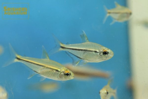 画像3: ヘミグラムス　エレガンス（カケタ川） (3)