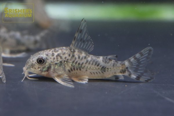画像1: コリドラス　ロンギピンニス（ブリード） (1)