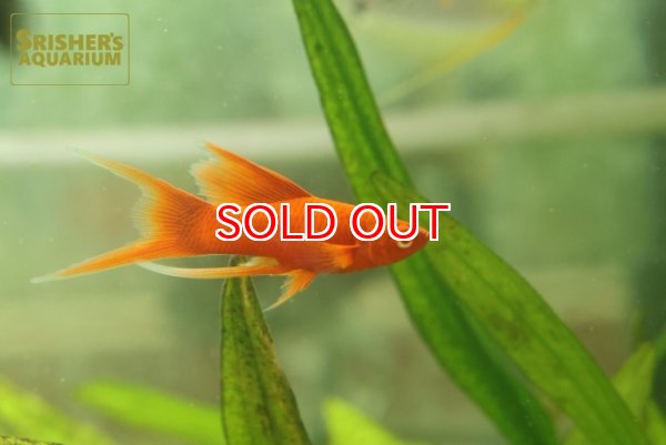 画像1: リアルレッドアイタンジェリンハイフィンライヤーソード (1)