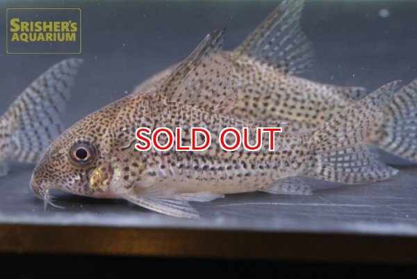 画像3: コリドラス　SP.ジュリア　WILD (3)