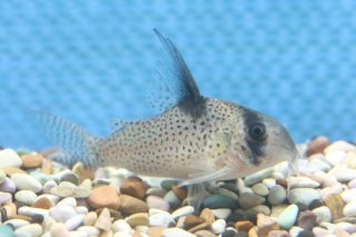コリドラスの仲間 - Corydoras-｜スリッシャーズ アクアリウム