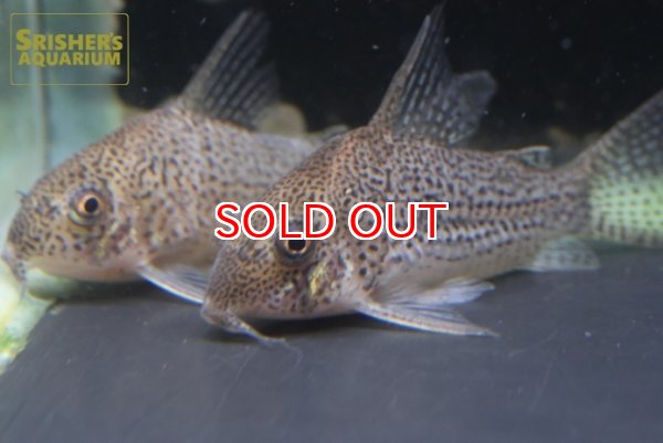 画像4: コリドラス　SP.ジュリア　WILD (4)