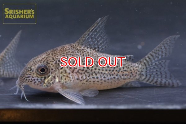 画像2: コリドラス　SP.ジュリア　WILD (2)