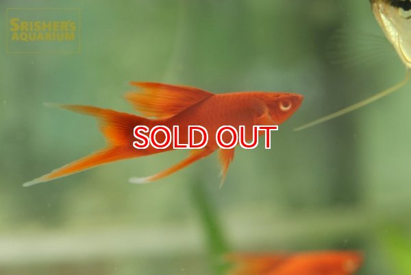 画像3: リアルレッドアイタンジェリンハイフィンライヤーソード (3)