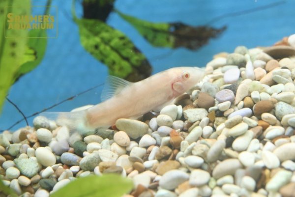 画像1: アルビノパキスタンローチ (1)