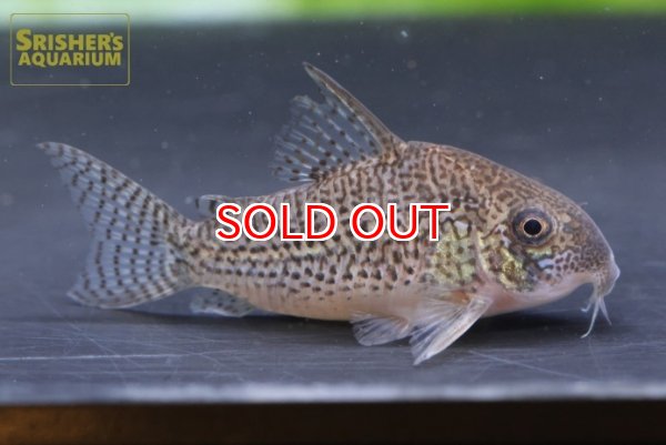 画像1: コリドラス　SP.ジュリア　WILD (1)