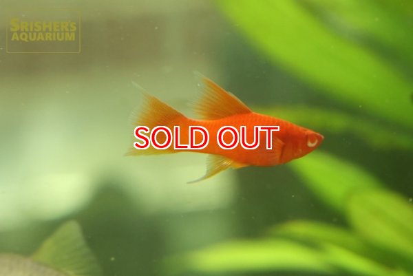 画像2: リアルレッドアイタンジェリンハイフィンライヤーソード (2)