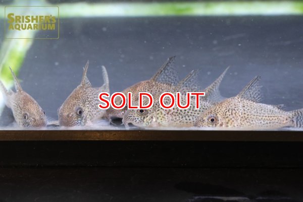 画像5: コリドラス　SP.ジュリア　WILD (5)