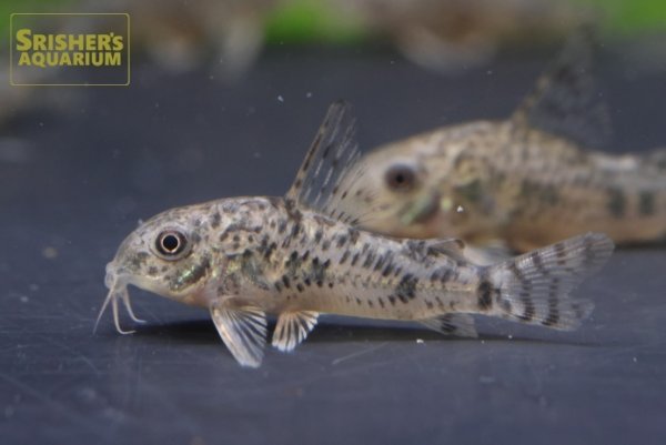 画像3: コリドラス　ロンギピンニス（ブリード） (3)