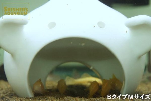 画像7: おばけシェルター Aタイプ (7)