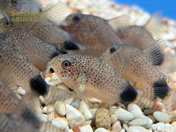 画像4: コリドラス　カウディマキュラータ　（ブリード） (4)