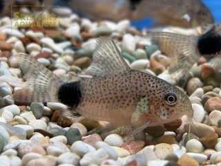 こりどらす コリドラス・ステルバイ<熱帯魚解説> | AQUALASSIC