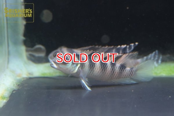 画像3: ナノクロミス　CF.トランスベスティタス WILD（ペア） (3)