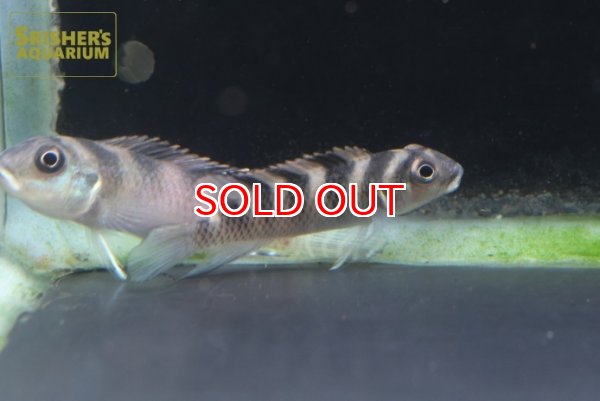 画像2: ナノクロミス　CF.トランスベスティタス WILD（ペア） (2)