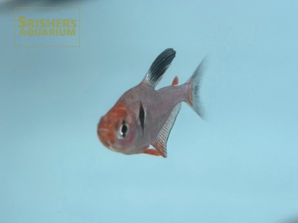 画像7: ファイヤーファントムテトラ (7)