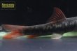 画像4: レッドルビーガラ（ミャンマー） (4)
