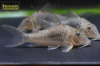 コリドラスの仲間 - Corydoras-｜スリッシャーズ アクアリウム