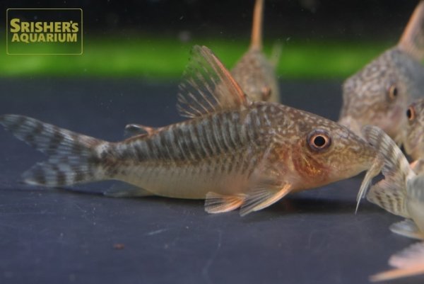 画像2: コリドラス　セウシー（ロングノーズゴッセイ） (2)