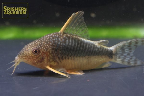 画像2: コリドラス　ファインスポットゴッセイ　ワイルド (2)