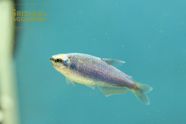 画像3: インパイクティスケリー　スーパーブルー (3)